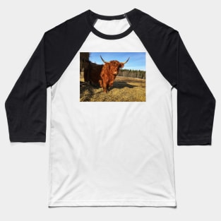 Scottish Highland Cattle Cow 2331 Baseball T-Shirt